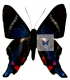 RIODINIDAE