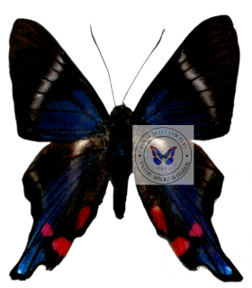 RIODINIDAE
