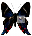 Rethus periander