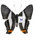 RIODINIDAE