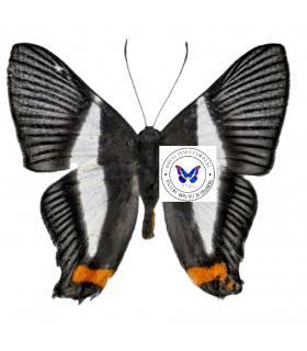 RIODINIDAE