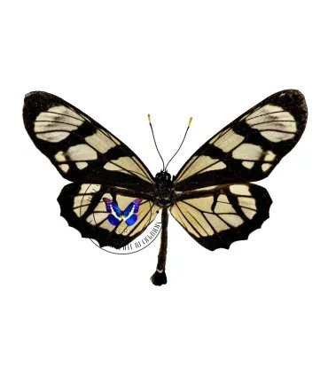 Danaidae Lycorea ilione lamaris