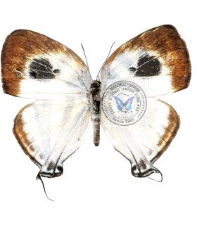 Lycaenidae Arawacus seperata.