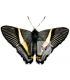 RIODINIDAE