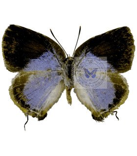 Lycaenidae Arawacus dolylas
