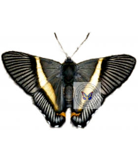 RIODINIDAE