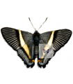Siseme hellotis