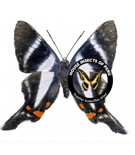 RIODINIDAE