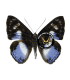 RIODINIDAE