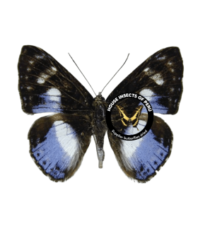 RIODINIDAE