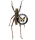 ORTHOPTERA