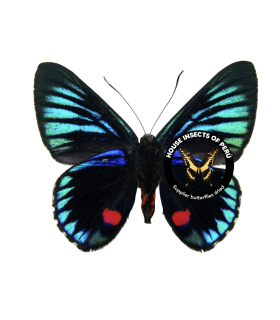 RIODINIDAE