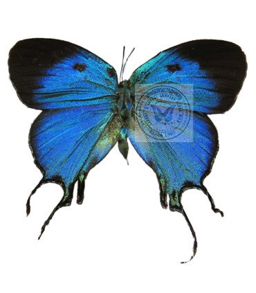 Lycaenidae    Arcas imperialis