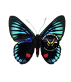 Nyceria duellona