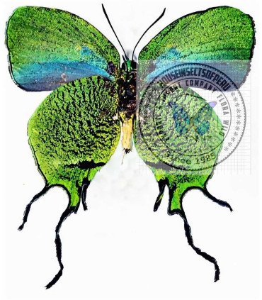 Lycaenidae    Arcas imperialis