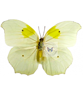 PIERIDAE