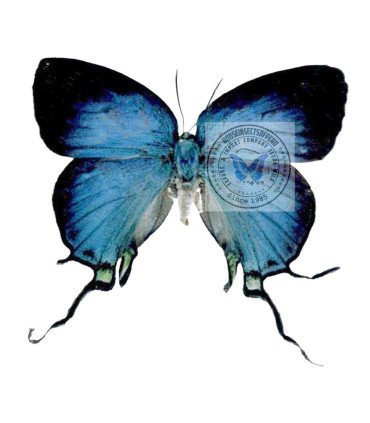 Lycaenidae Arcas tuneta