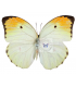 PIERIDAE