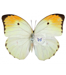 PIERIDAE
