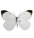 PIERIDAE