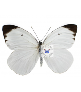 PIERIDAE
