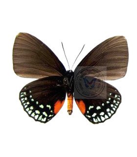 Lycaenidae Eumaeus toxana