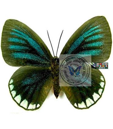 Lycaenidae Eumaeus toxana