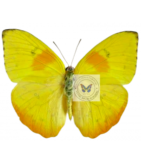 PIERIDAE