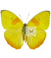 Phoebis philea
