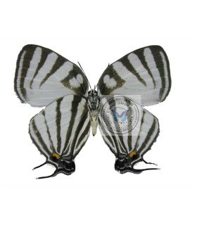 Lycaenidae Thecla gibberosa