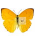 PIERIDAE
