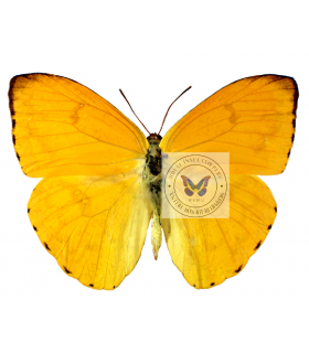 PIERIDAE