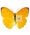 Phoebis argante
