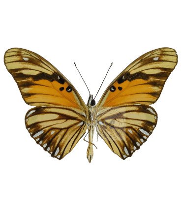 Heliconidae Agraulis vanillae lucina