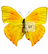 PIERIDAE