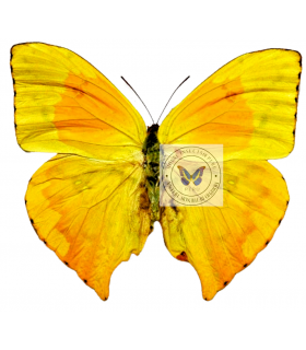 PIERIDAE