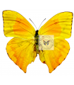 Phoebis neocypris rurina