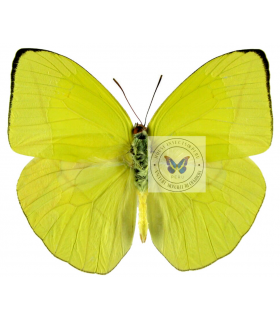 PIERIDAE