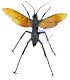 Hymenòptera Pesis heros