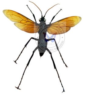 Hymenòptera Pesis heros