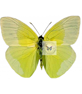 PIERIDAE
