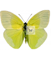 Phoebis (Aphrissa) statira