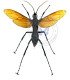 Hymenòptera Pesis heros