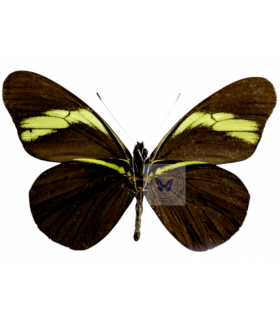 PIERIDAE