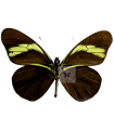 Pereute charops peruviana