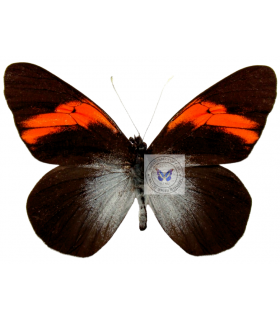 PIERIDAE