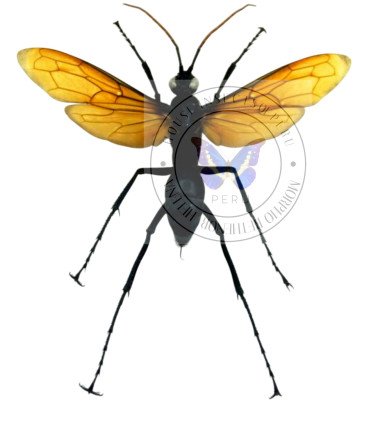 Hymenòptera Pesis heros