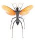 Hymenòptera Pesis heros