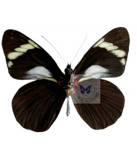 PIERIDAE
