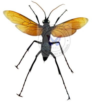 Hymenòptera Pesis heros